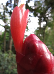 Costus spiralis villosus
