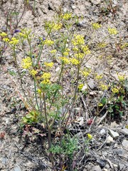 Lomatium ambiguum