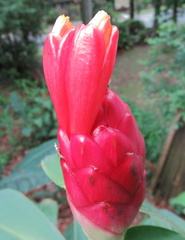 Costus spiralis villosus