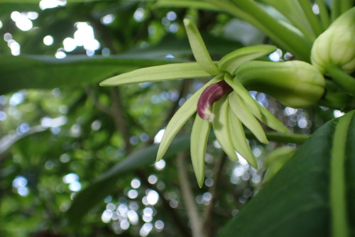 Clermontia kakeana, 2024-12-24