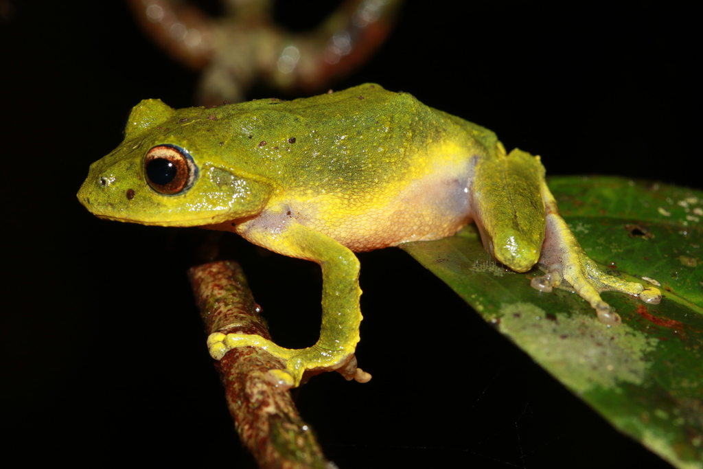 Greenish Frilled Treefrog