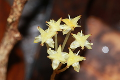 Petrosavia stellaris