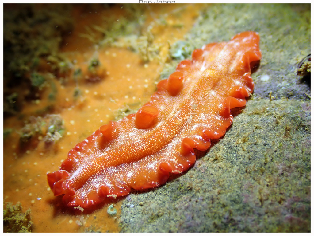 Phrikoceros katoi