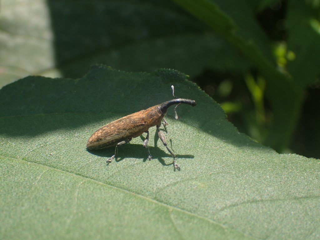 Lixus macer