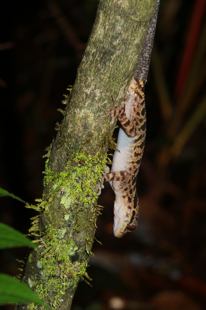 Mount Bidoup Bent-Toed Gecko