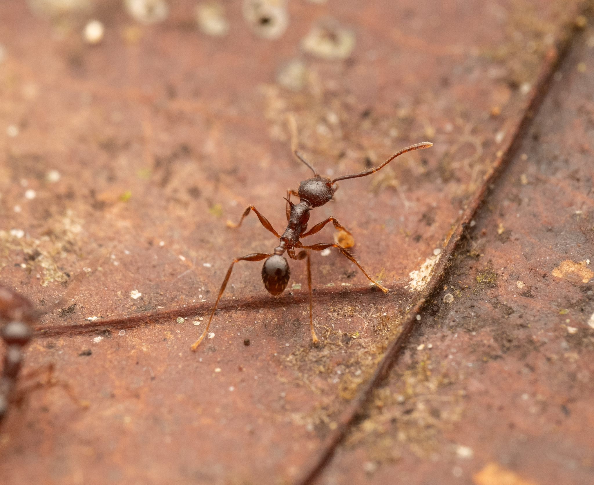 Pheidole spinicornis