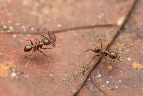 Pheidole spinicornisPheidole spinicornis