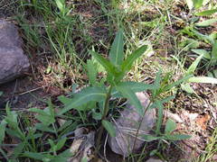 Asclepias meadii