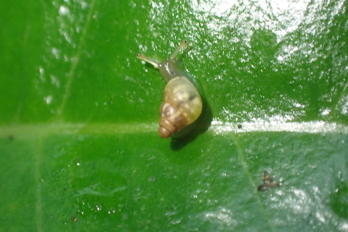 Auriculella perpusilla observed 2024-12-24