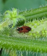 Gastrodes pacificus