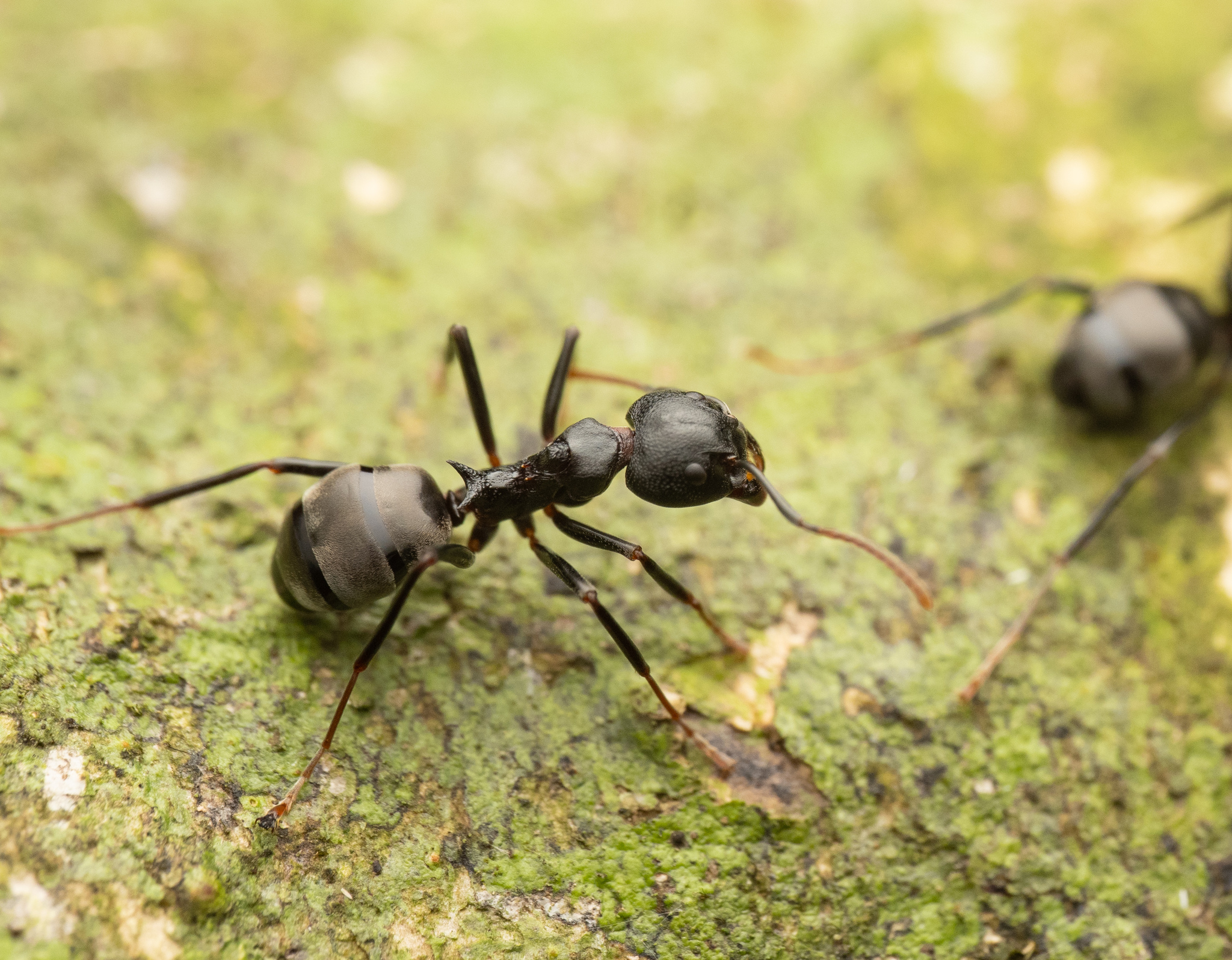 Dolichoderus coniger