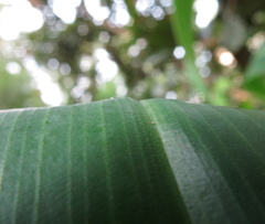 Costus spiralis villosus
