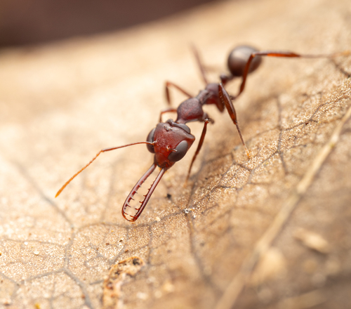 Myrmoteras iriodumMyrmoteras iriodum