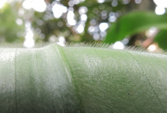 Costus spiralis villosus