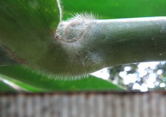 Costus spiralis villosus