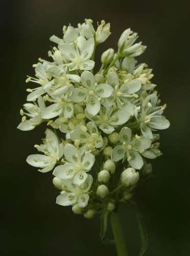 white frasera (Frasera montana)