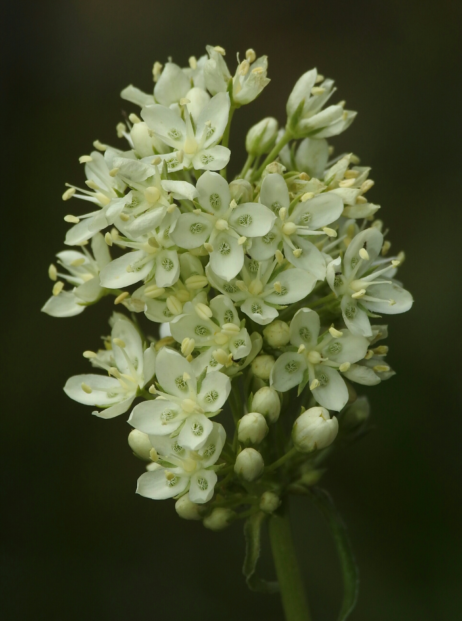 Frasera montana