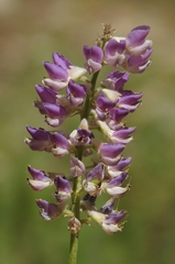 Lupinus arbustus
