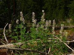 Lupinus arbustus