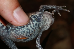 Leptobrachium pullum