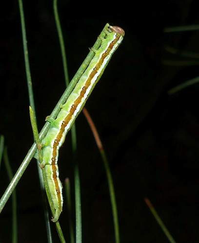 Brown-spotted Zale Moth