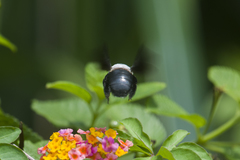 Xylocopa phalothorax