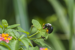 Xylocopa phalothorax