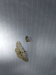 Chrysendeton medicinalis