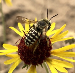 Anthidium