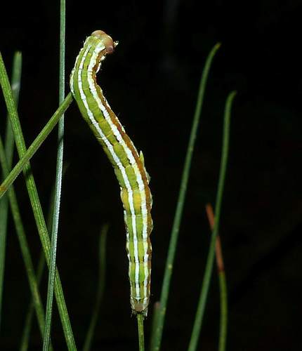 Brown-spotted Zale Moth photo 2