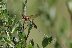 Megarhyssa nortoni
