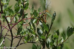 Megarhyssa nortoni