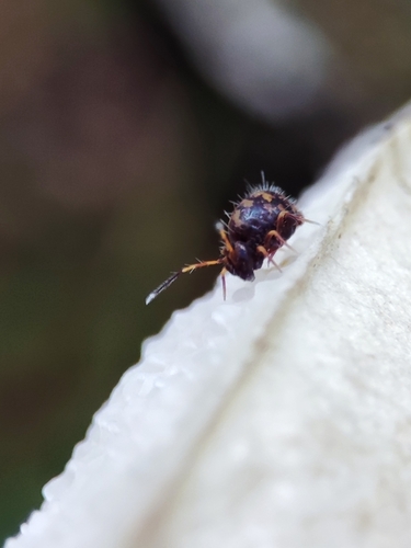 Ptenothrix leucostrigata