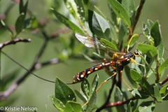 Megarhyssa nortoni