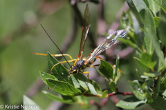 Megarhyssa nortoni