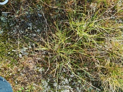 Carex lachenalii
