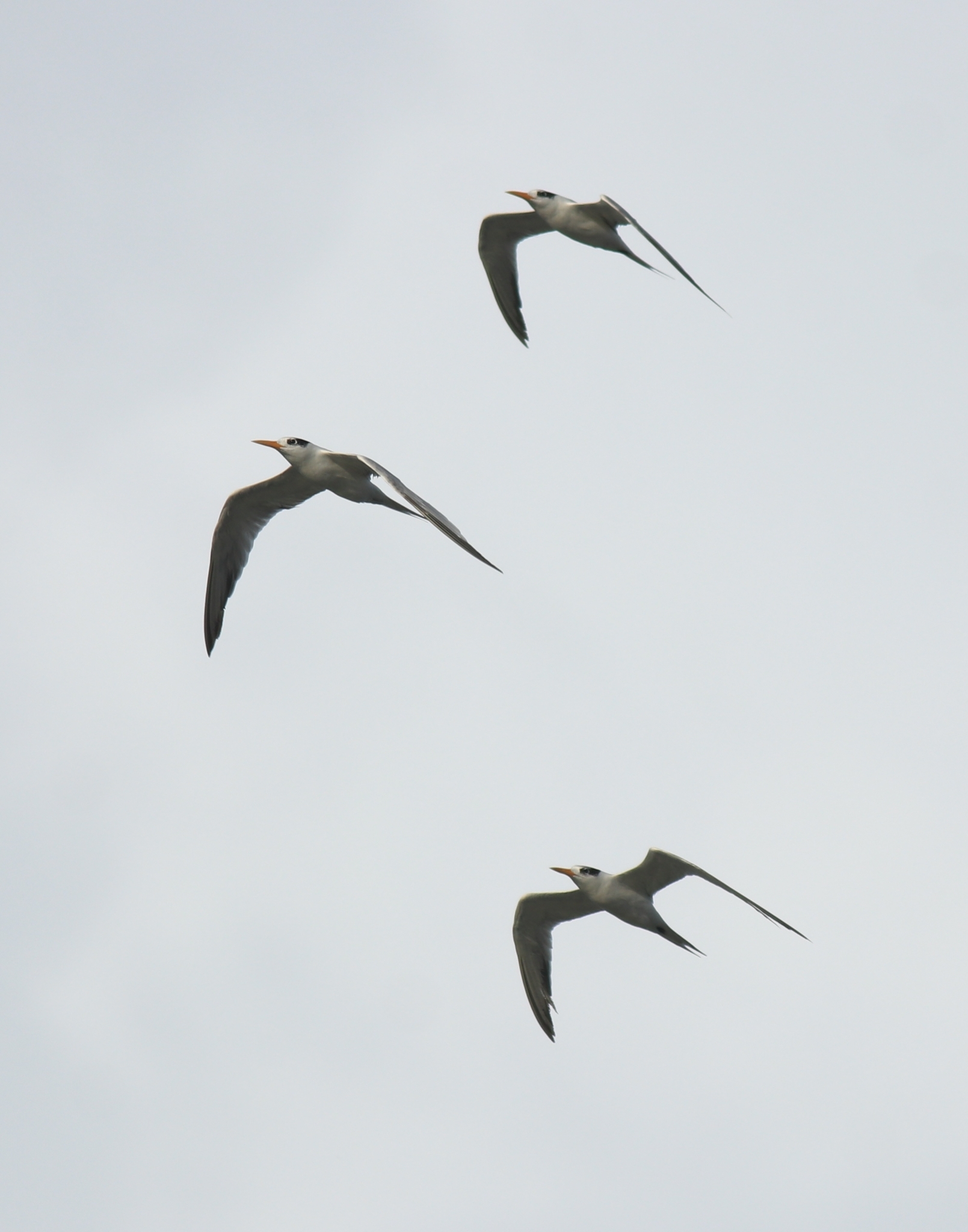 Lesser Crested Tern