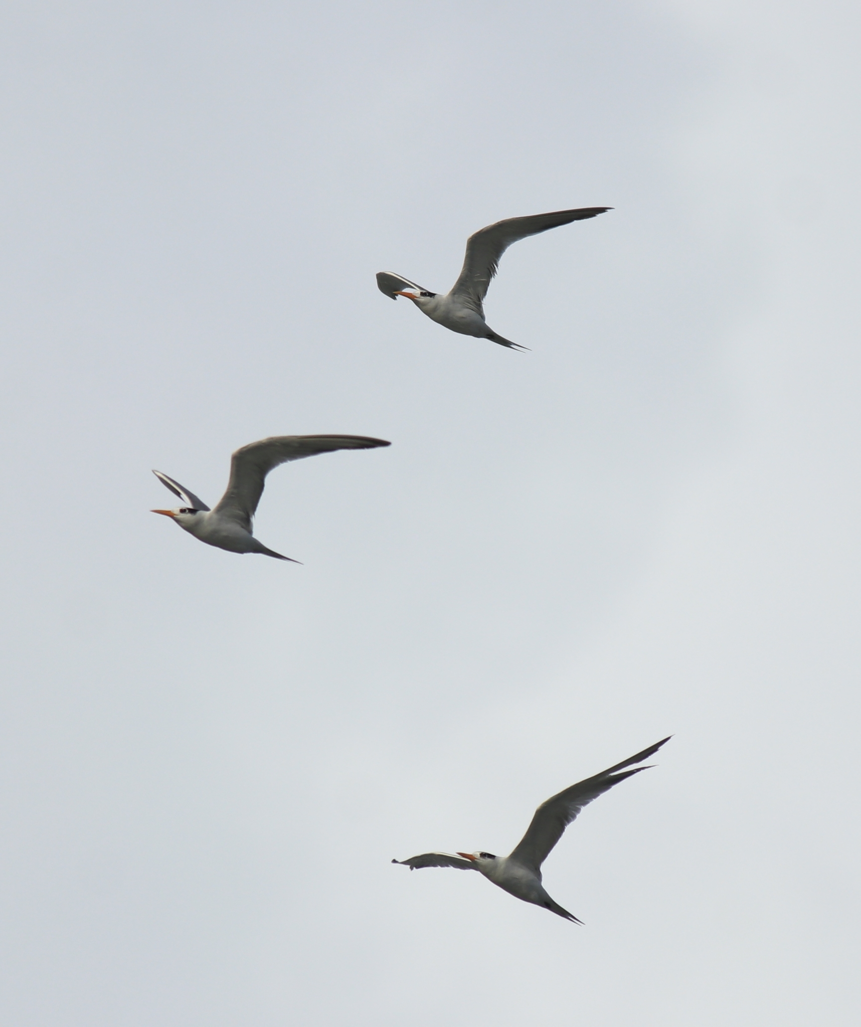 Lesser Crested Tern