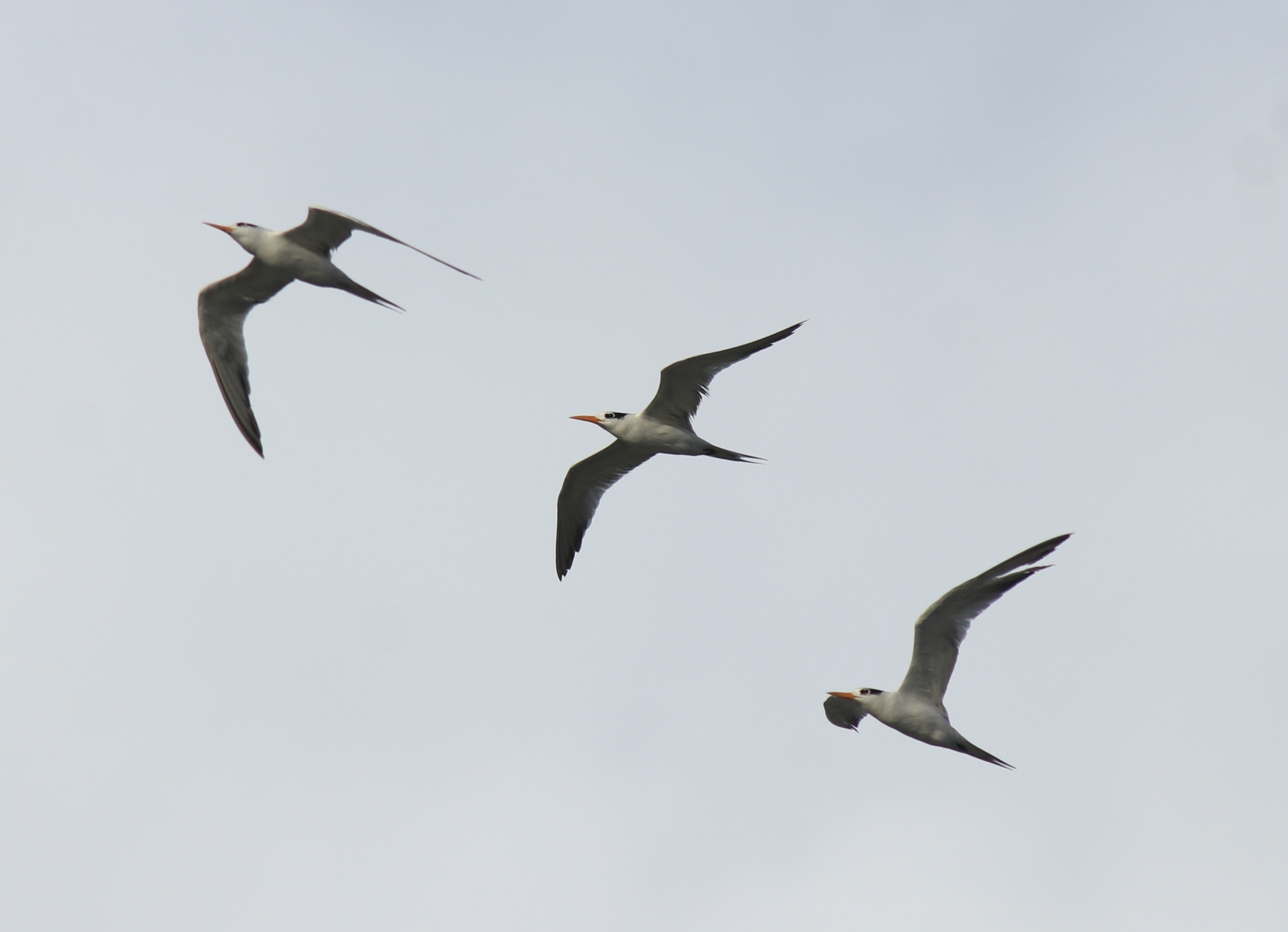 Lesser Crested Tern