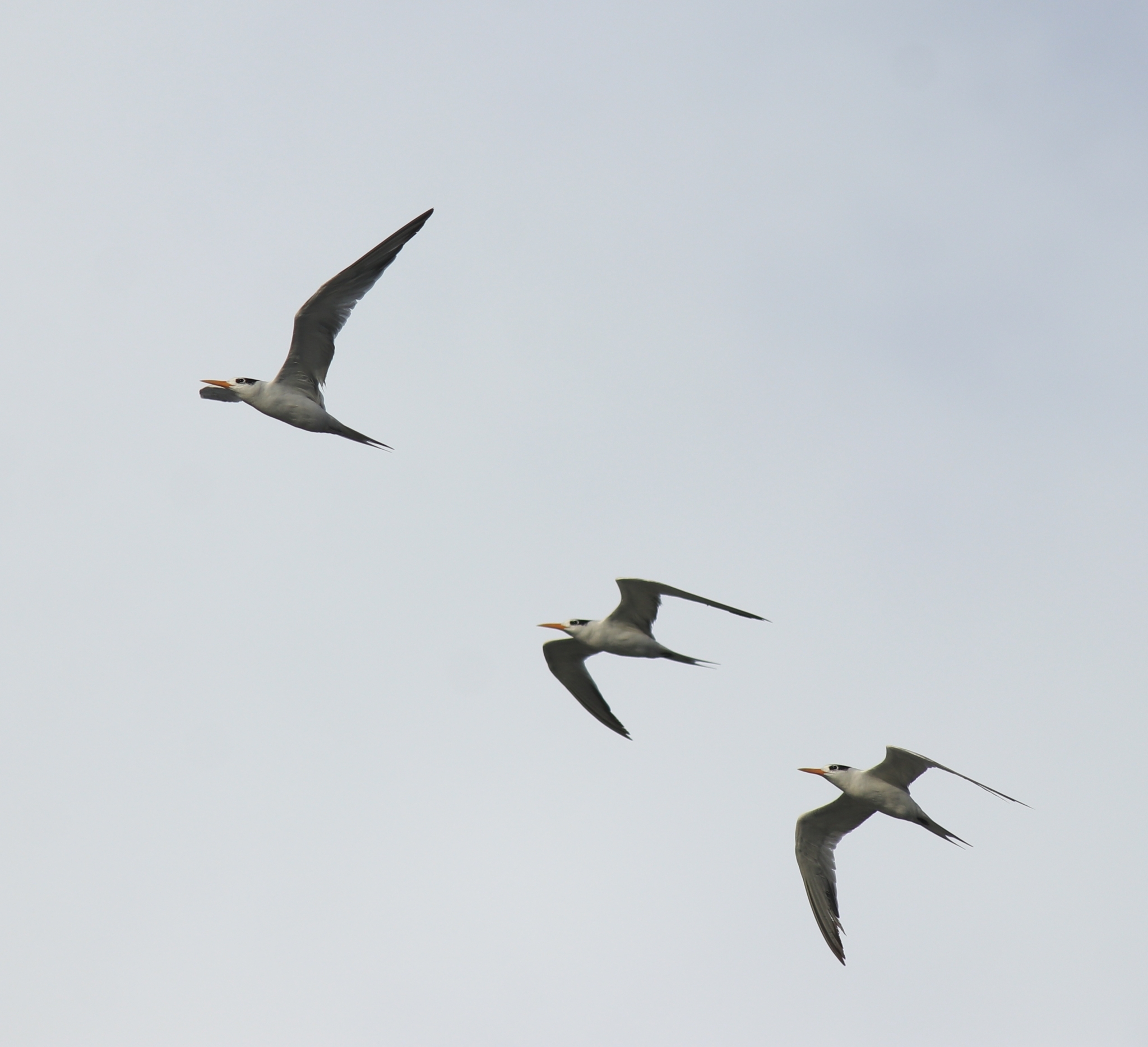 Lesser Crested Tern