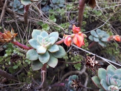 Echeveria quitensis