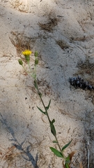 Hieracium umbellatum umbellatum