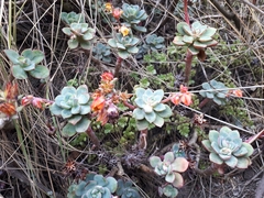 Echeveria quitensis