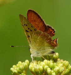 Tharsalea nivalis