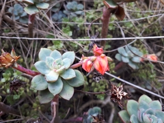 Echeveria quitensis