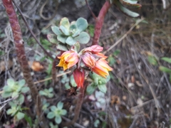 Echeveria quitensis