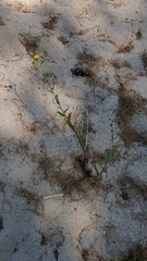 Hieracium umbellatum umbellatum