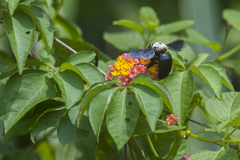 Xylocopa phalothorax