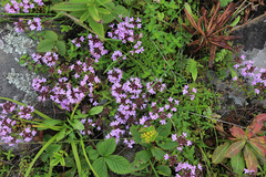 Thymus semiglaber