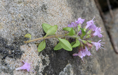 Thymus semiglaber